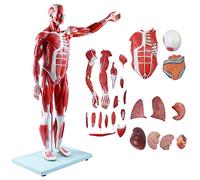 1/2 Life Size Anatomical Human Muscular Figure Model Human Muscle And Organ Model 27-Part Organs And Muscle Anatomy For Medical Educational Training