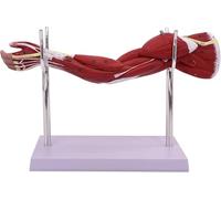 1/2 Life Size Arm Anatomy Model, Upper Limb Muscle Anatomy Model, 5 Removable Parts, with Digital Identification and Bracket Base, Human Anatomy Model for Medical Physiology Study Teaching