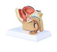 1:2 Male Reproductive System Anatomy Model,Pelvis Testicle Model W/Prostate,Median Sagittal Section Model Of The Genitourinary System,for Medical Study & Teaching