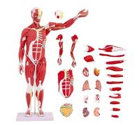 1/2 Natural Size Muscle Model Human Anatomy 27 Part 33" Body System With Extractable And Educational Medical Training
