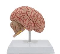 1/2 Scale Human Brain and Nerve Anatomy Model Cerebral Cortex, Cranial Nerves Vascular Supply Teaching Model Human Torso Model