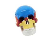 1: 2 Scale Human Skull Anatomy Model with 17 Removable Parts Anatomical Skeleton Head Model for Clinical Training Teaching Skull