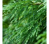 (1-2ft, 10) Green Leylandii Fast Growing Evergreen Conifer Hedging Garden Plants In Pots