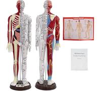 1/3 Life Size Acupuncture Doll Model - Male/Female Body with English Points Instructions for Acupuncturists & Students(Male)