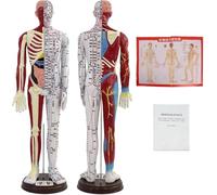 1/3 Life Size Acupuncture Doll Model - Male/Female Body with English Points Instructions for Acupuncturists & Students(Female)