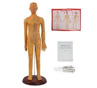 1/3 Life Size Human Acupuncture Model, 21''/54cm Acupuncture Mannequin, for Acupuncturists and Other Medical Professionals Training Teaching Education Supplies(Male)