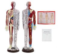 1/3 Life Size Human Acupuncture Model with English Version of Acupoint Instructions for Acupuncture Massage and TCM Education for Students & Professionals(FEMALE)
