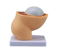 1: 3 Scale Female Pelvic Anatomy Model for Obstetrics Study
