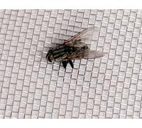 1.35mm Hole Size 316L - Fly Screen Mesh, Stainless Steel - Size: 60cm x 60cm - by Inoxia