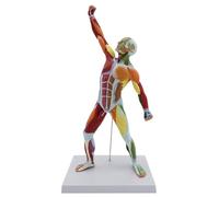 1/4 Life-Size Muscular Model, 20'' Human Muscle Anatomy Model with Base, for Student Teaching and Art Teaching, Demonstration, Medical Explanation(Colorful)