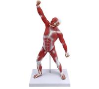 1/4 Life-Size Muscular Model, 20'' Human Muscle Anatomy Model with Base, for Student Teaching and Art Teaching, Demonstration, Medical Explanation(Red)