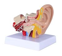 1.5 Life-Size Human Ear Model Anatomy Study Educational Tool practice simulation