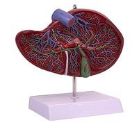 1.5 Times Human Liver Anatomical Model,with Clear Texture Liver Model for Learning and Understanding The Structure