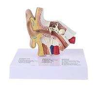 1.5 Times Life Size Human Ear Model Scientific Anatomy Teaching Supplies Anatomical Study Display Professional School Resource Tool Teaching Supplies