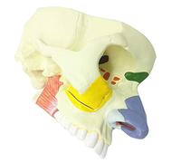 1.5X Edlarged Nasal Cavity Model - Human Organ Anatomy Model Nasal Cavity Model - Pvc Material Nose And Sinus Model - for Science Teaching Study Display