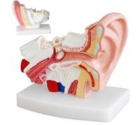 1.5X Human Ear Anatomy Model, Anatomical 3D ear model with magnified display of outer, middle and inner ear models with base for medical demonstration