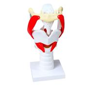 1.5X Laryngeal Vocal Cord Model - Enlarged Human Pharynx Model - with Movable Thyroid Cartilage, for Vocal Music Education,Flesh,15cm