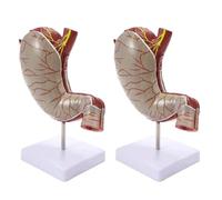 1.5x Magnified Human Stomach Anatomy Model for Education | Detailed PVC stomach model ideal for teaching and learning anatomy.(2 Pack)