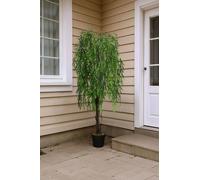 1.8m Graceful Artificial Weeping Willow Tree Tall Realistic Faux Potted Plant in Green The hot sale Green