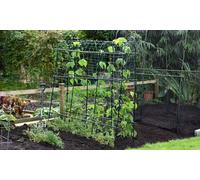 1.8m x 1.8m Garden Pea and Bean Tunnel