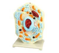 1 Animal Cell Anatomy Model Biology Teaching Tool with Mitochondria for Classroom Study Display Portable Teaching Aid