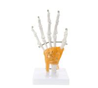 1. Articulated Hand Skeleton Model with Flexible Joints for Medical Training & Art Anatomy Study PVC Construction Realistic Hand Bone Structure