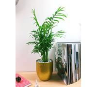 1 Easy Plants® Luxury Parlour Palm Chamaedorea elegans Table Plant @ Gold Ceramic Pot Silver Top Dressing