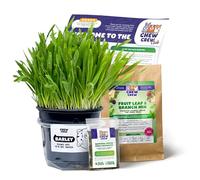 1 Fresh Barley Grass for Rabbits, Guinea Pigs, Chinchillas, Hamsters, Gerbils - Natural Hay Alternative - Live Treat & Boredom Buster - UK Grown by Chew Crew
