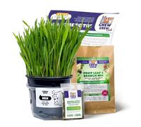 1 Fresh Mix Grass for Rabbits, Guinea Pigs, Chinchillas, Hamsters, Gerbils - Natural Hay Alternative - Live Treat & Boredom Buster - UK Grown by Chew Crew