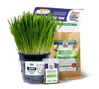 1 Fresh Oats Grass for Rabbits, Guinea Pigs, Chinchillas, Hamsters, Gerbils - Natural Hay Alternative - Live Treat & Boredom Buster - UK Grown by Chew Crew