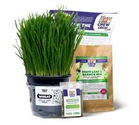 1 Fresh Wheat Grass for Rabbits, Guinea Pigs, Chinchillas, Hamsters, Gerbils - Natural Hay Alternative - Live Treat & Boredom Buster - UK Grown by Chew Crew