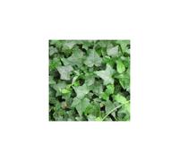 (1) Hedera Green Trailing Ivy Climbing Evergreen Plant In Pot *Not Plugs*