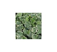 (1) Hedera White-Edged Trailing Ivy Climbing Evergreen Plant In Pot *Not Plugs*
