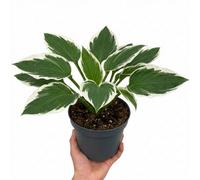 1 Large Plant - Hosta Patriot, Ready To Plant In Your Garden, 2L Pot