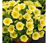 1 Large Plant - Petunia Rimarkable Hello Yellow, Outdoor Garden Ready, 2L Pot