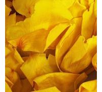 1 Litre Dried Real Rose Petals Wedding Confetti Dried Petal Confetti 100% Biodegradable Yellow