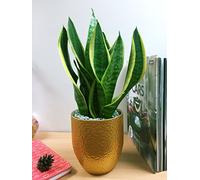 1 Luxury Mother in Law's Tongue/Snake Table Plant @ Gold Ceramic Pot Silver Top Dressing