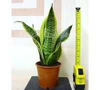 1 Mother in LAW'S Tongue Good Luck Snake Plant in Pot,35-45cm Tall