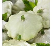 1 PACK OF 10 SEEEDS Patty Pan - Custard White