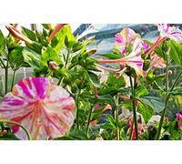 1 Pack Seeds of Mirabilis jalapa 'Broken Colours' marvel of peru gorgeous perennial