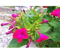 1 Pack Seeds of Mirabilis jalapa 'Pink' marvel of peru gorgeous perennial