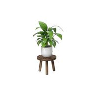 1-Pack Wood Plant Stands Indoor, Single Plant Stand for 6-12 Inch Pots, Mid-Century Modern Plant Stool, Tall Plant Stand for Large Plants Perfect Fit for Living Room (Heavy burnt color, S-1PACK)