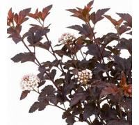 1 Physocarpus Lady In Red Plant Hardy Bee Friendly Deciduous Garden Shrub 3 Litre Root Ball