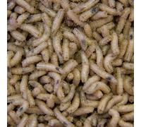 1 PINT Fresh Live White Maggots - Ideal Fishing Bait - NEXT DAY DELIVERY