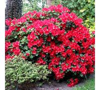 1 Rhododendron 'Scarlet Wonder' Evergreen Bushy Shrub Hardy Garden Plant In Pot