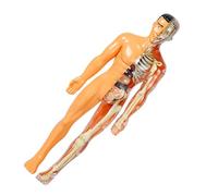 1 Set DIY Human Body Anatomy Model Kit Realistic Skeleton Organs Assembly for Educational Science Experiment for Creative Exploration Family Learning Activities
