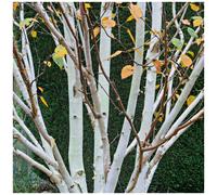 1 Silver Birch Jacquemontii 5-6ft Trees, in 2L Pot, Himalyan White Birch, Betula