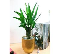 1 Spineless Yucca Elephantipes Luxury Table Plant @ Gold Ceramic Pot Silver Top Dressing