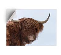 1 x A4 Vinyl Sticker - Highland Cow Horned Cattle Art Print Decal - Sticky Back Sticker Sheet #45329