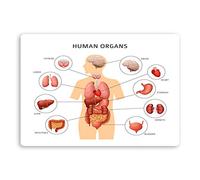 1 x A5 Human Organs Diagram Vinyl Stickers - Science Biology Sticker #34410_A5 (1 x A5)